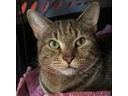 Adopt Dash a Domestic Short Hair