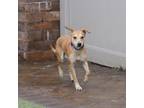 Adopt Timon a Mixed Breed