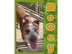 Adopt McCoy a Hound, Pit Bull Terrier