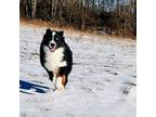 Australian Shepherd Puppy for sale in Brazil, IN, USA