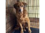 Adopt Larry a Golden Retriever