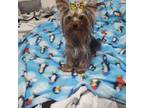 Yorkie girl registered Teacup