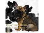 French Bulldog Puppy for sale in Garretson, SD, USA