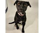 Adopt Batman a Pit Bull Terrier, Black Labrador Retriever