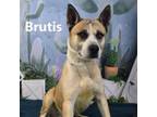 Adopt Brutis a Akita