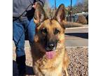 Adopt Hooch a German Shepherd Dog