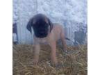 Great Dane Puppy for sale in Bethany, MO, USA