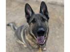 Adopt KIMON a German Shepherd Dog