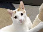 Adopt Ziggy a Domestic Short Hair, Turkish Van