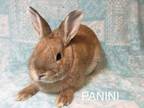 Adopt Panini a Bunny Rabbit