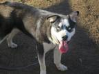 Adopt MICAH a Siberian Husky, Mixed Breed