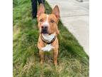 Adopt Bobo a Pit Bull Terrier