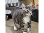 Adopt Jovi Joey a Domestic Short Hair