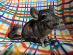 Adopt Sumo a Chinchilla