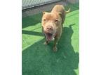 Adopt TATER a Pit Bull Terrier, Mixed Breed