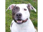 Adopt Dallas a Pit Bull Terrier