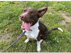 Adopt CHURRO a Border Collie, Mixed Breed