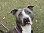 Adopt CARRINGTON a American Staffordshire Terrier