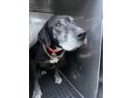 Adopt Gilbert #2 a Black Labrador Retriever