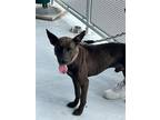 Adopt PHARAOH a German Shepherd Dog, Labrador Retriever