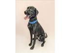 Adopt MARCUS a Labrador Retriever