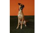 Adopt ASTRO a Black Mouth Cur, German Shepherd Dog