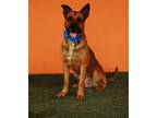 Adopt CODY a German Shepherd Dog, Mixed Breed