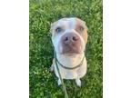 Adopt MIKE a Pit Bull Terrier, Mixed Breed