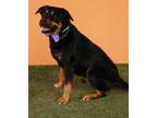 Adopt CHARLES a Labrador Retriever, Rottweiler