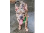 Adopt REX a American Staffordshire Terrier, Mixed Breed