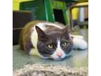 Adopt Samuel a Domestic Short Hair