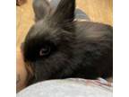 Adopt Norbert a Lionhead