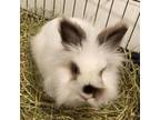 Adopt Ozzy a Lionhead