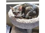 Adopt Mario a American Shorthair