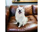 Adopt Spiro a Spitz