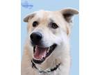 Adopt Doc Holiday bonded to Wyatt Earp a German Shepherd Dog, Husky