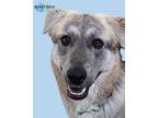 Adopt Wyatt Earp bonded to Doc Holiday a Husky, Shepherd