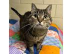 Adopt Tommy (FIV+) a Domestic Short Hair