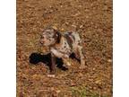 Catahoula Leopard Dog Puppy for sale in Livingston, TN, USA