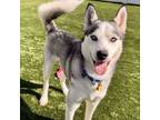 Adopt Jed a Siberian Husky