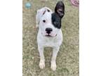 Adopt Oliver a Pit Bull Terrier, Boxer