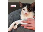 Adopt Donnie Wahlberg a Domestic Short Hair