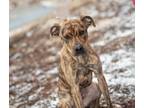 Adopt Kahoot a Plott Hound, Pit Bull Terrier