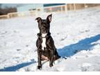 Adopt Vladimir a Pit Bull Terrier