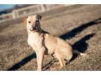 Adopt Arby's a Labrador Retriever, Pit Bull Terrier