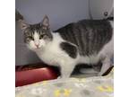 Adopt Theo a Domestic Short Hair