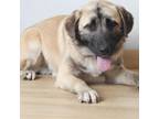 Adopt Remington D15139 a Anatolian Shepherd