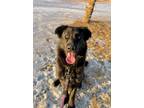 Adopt Kuda a Labrador Retriever