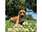 Adopt Sarge a Carolina Dog, German Shepherd Dog