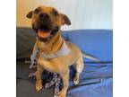 Adopt Tank a Black Mouth Cur, Boxer